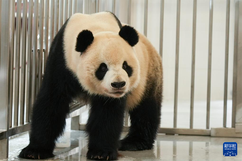 Қытайда тағы бір панда базасы іске қосылды