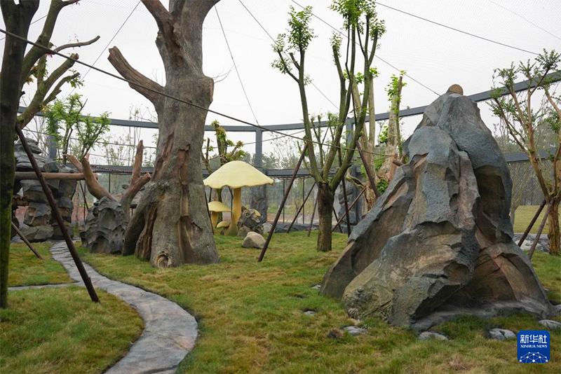 Қытайда тағы бір панда базасы іске қосылды