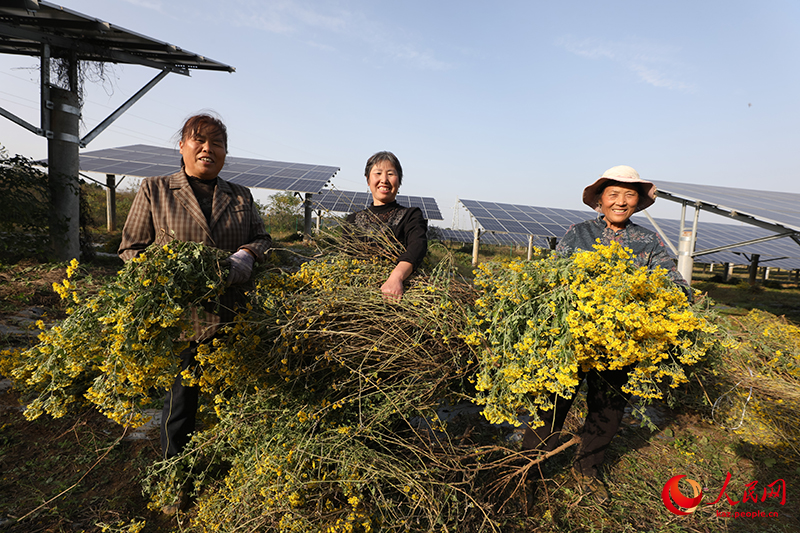 Хубэй өлкесінің Цзаоян қаласындағы фотоэлектрлік тақта астында еккен жабайы күреңкейлер жайқалды