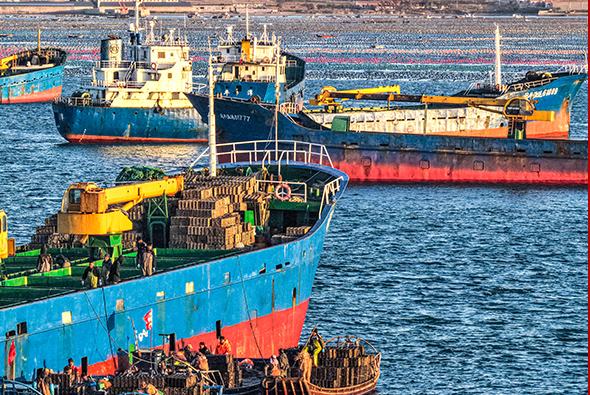 Шаньдун Жунчэн қаласында 12 миллион абалон балығы оңтүстіктегі «қыстауға» бет алды