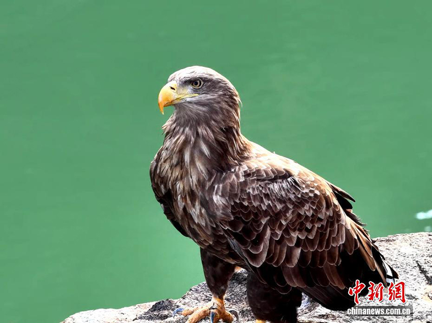 Цинхайдың Гуйдэ өңірінде «Аспан барысы» деп аталатын ақ құйрықты теңіз бүркіті байқалды