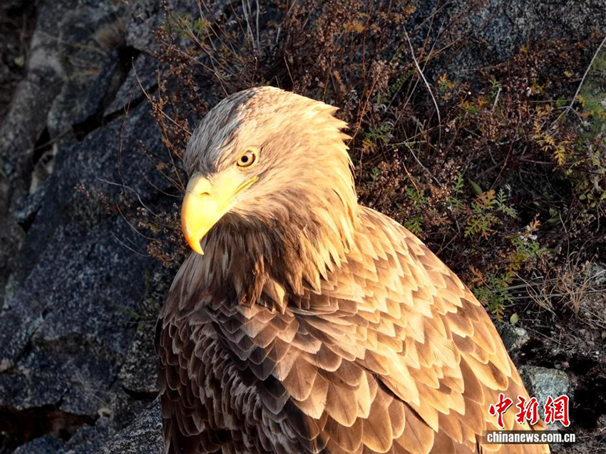 Цинхайдың Гуйдэ өңірінде «Аспан барысы» деп аталатын ақ құйрықты теңіз бүркіті байқалды
