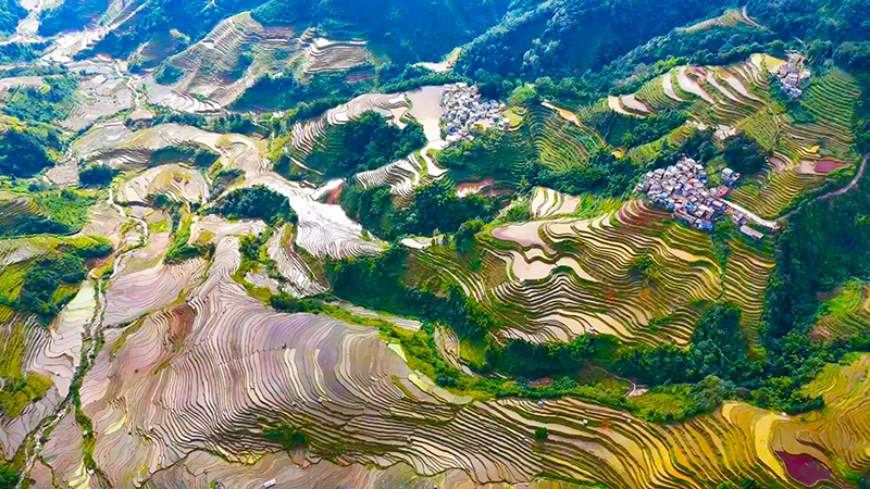 Қыста ғана болатын көрініс! Юньнаньның Лагу сатылы атызындағы табиғат суреті