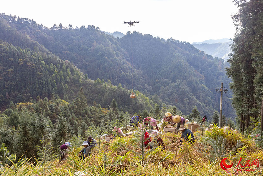 Мэншань, Гуанси: Дронмен зімбір жинау қызу жүріп жатыр