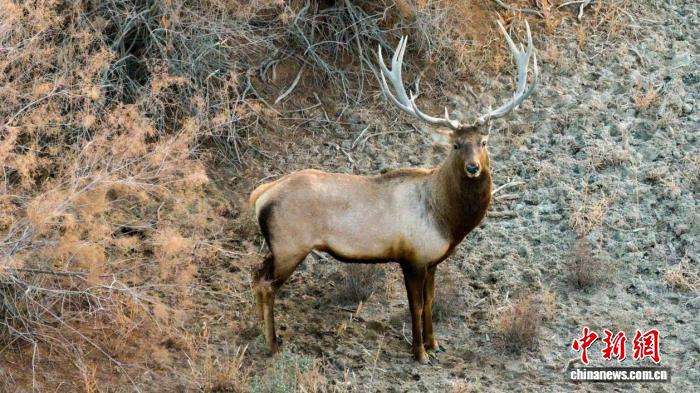 Экологиялық басқарудың нәтижесінде Тарым бұғысы пайда бола бастады