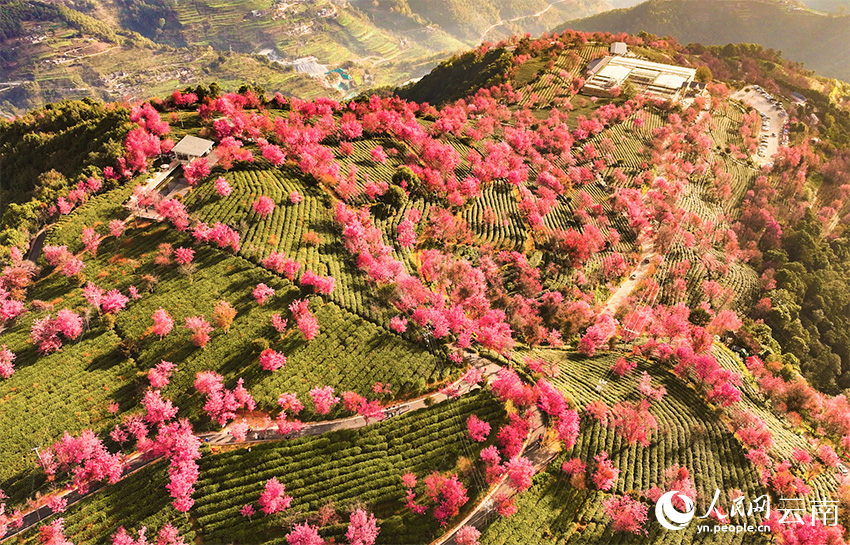 Юньнаньда қыста гүлдеген шие гүлдері мен жап-жасыл шай алқабы көздің жауын алады