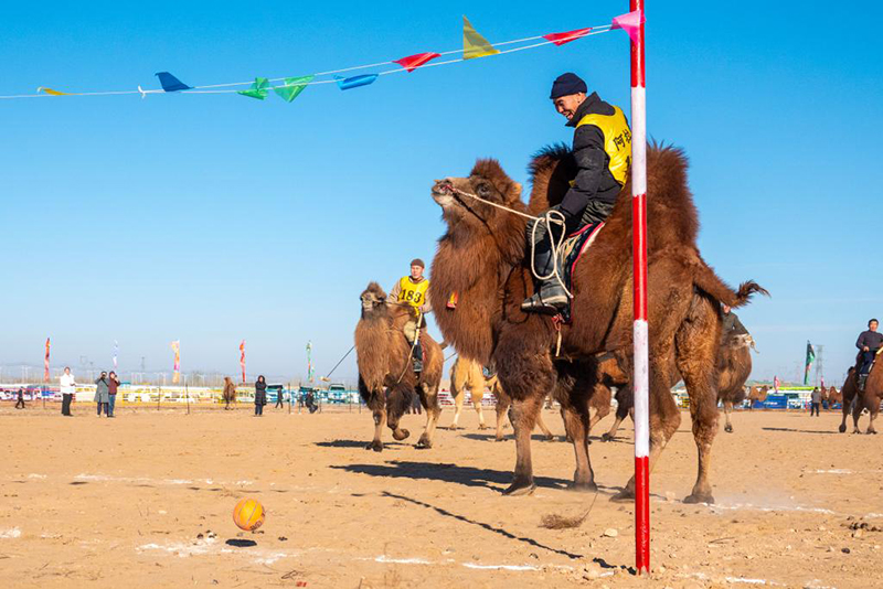 Ішкі Моңғол: 2025 жылғы Алашань түйе ойындары премьер-лигасы қызу жүріп жатыр