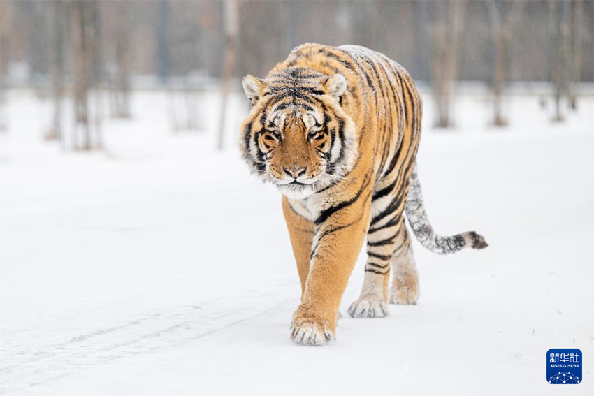 Қар жауғаннан кейінгі Маньжур жолбарысы қорығы