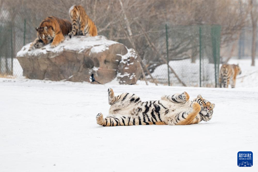 Қар жауғаннан кейінгі Маньжур жолбарысы қорығы