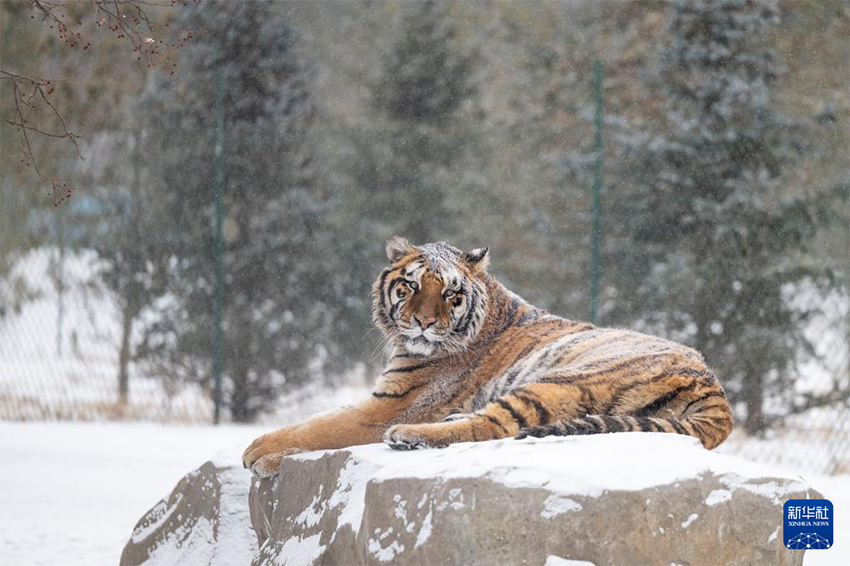 Қар жауғаннан кейінгі Маньжур жолбарысы қорығы