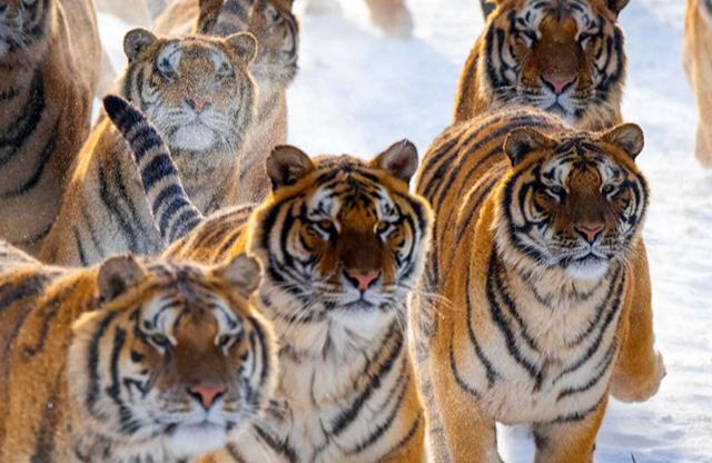 Қыста жортқан жолбарыстар 