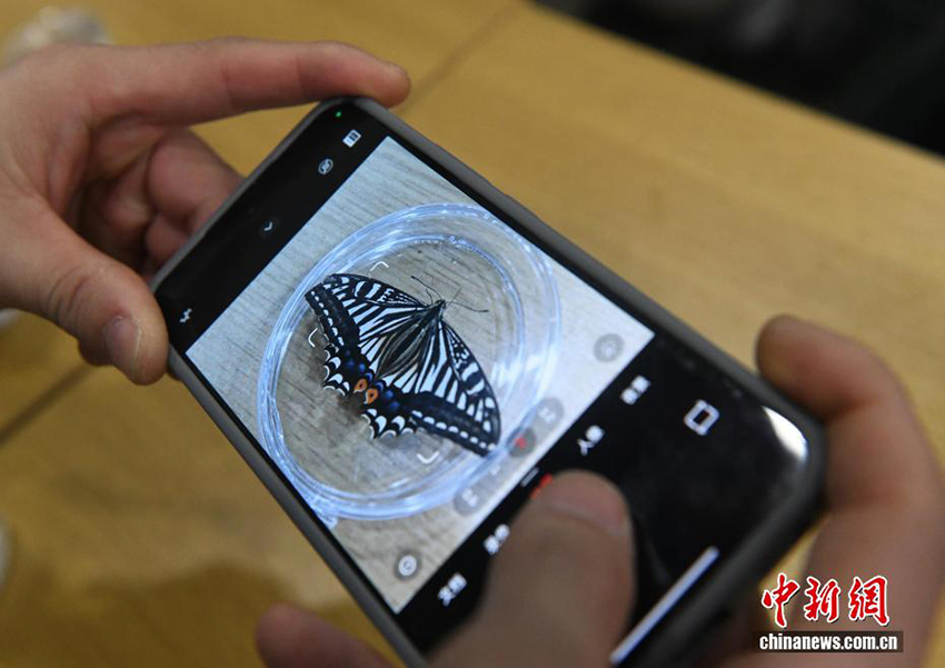 Ғарыш көбелегі! Чунцин университетінің ғарыштағы өмір экспериментінде жаңа жетістікке қол жеткізілді