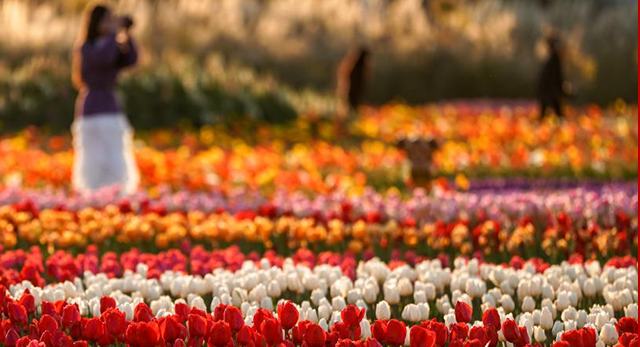 «Көктем қаласындағы» алуан түрлі гүлдер экономикалық құндылыққа айналды