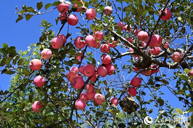 Қытай әлемдегі ең ірі алма өндіруші және тұтынушы ел