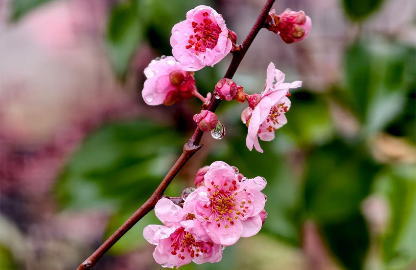 Көктемгі жаңбырдан кейінгі ерекше көрініс