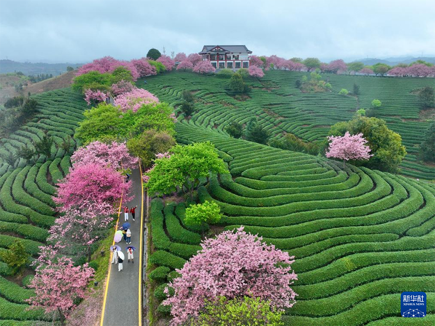 Сакура гүлдеуі «Көктем экономикасын» жандандырды