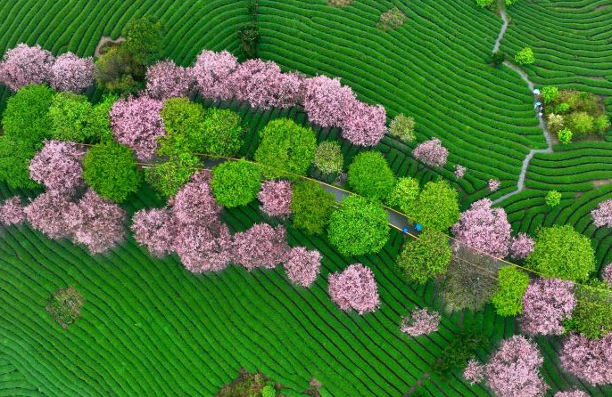 Сакура гүлдеуі «Көктем экономикасын» жандандырды