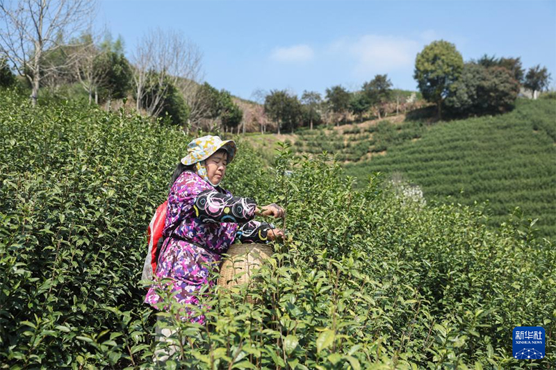 Қытайдағы органикалық шайдың мекені Чжэцзян өлкесінің Уи ауданында көктемгі шай жинау науқаны қызу жүріп жатыр