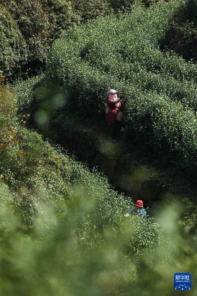 Қытайдағы органикалық шайдың мекені Чжэцзян өлкесінің Уи ауданында көктемгі шай жинау науқаны қызу жүріп жатыр
