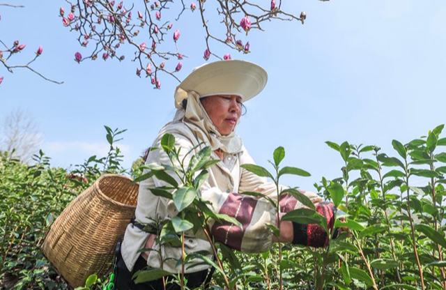 Қытайдағы органикалық шайдың мекені Чжэцзян өлкесінің Уи ауданында көктемгі шай жинау науқаны қызу жүріп жатыр