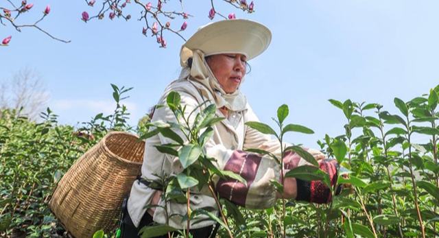 Қытайдағы органикалық шайдың мекені Чжэцзян өлкесінің Уи ауданында көктемгі шай жинау науқаны қызу жүріп жатыр