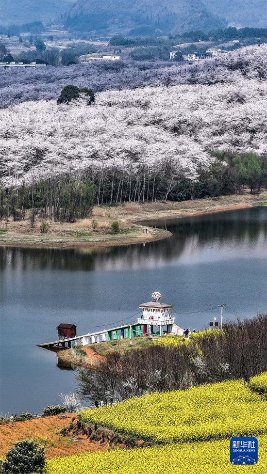 Гуйчжоуда шие гүлі ашылып, көктемнің лебі есті