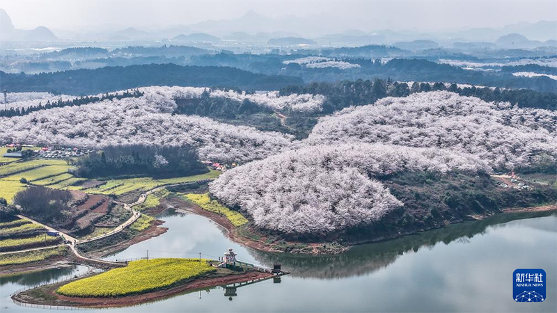 Гуйчжоуда шие гүлі ашылып, көктемнің лебі есті