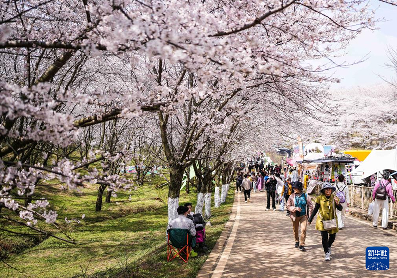 Гуйчжоуда шие гүлі ашылып, көктемнің лебі есті