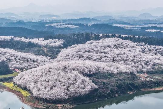 Гуйчжоуда шие гүлі ашылып, көктемнің лебі есті