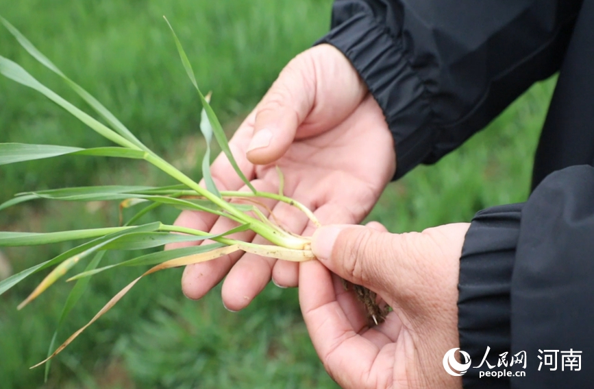 Хэнаньда бидай көшеттерінің жай-күйі жақсарып келеді