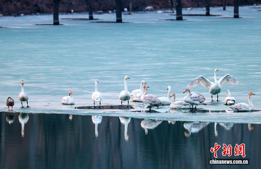 Цзиньчжун, Шаньси: Шырайлы көктем және қалқыған аққулар