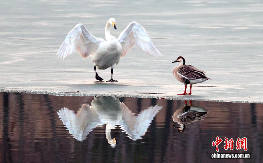 Цзиньчжун, Шаньси: Шырайлы көктем және қалқыған аққулар