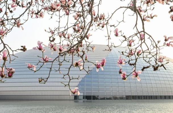 Бейжіңде магнолия гүлдеді