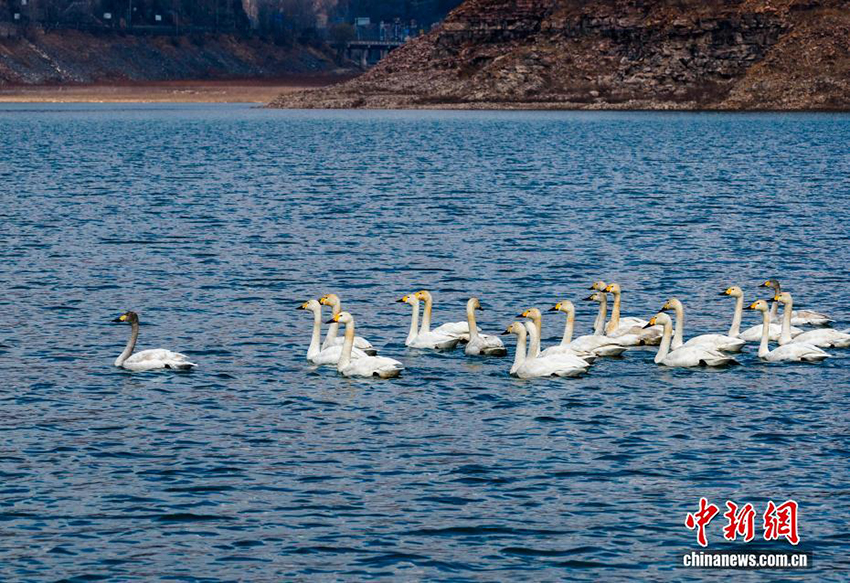 Хэбейдің Уань қаласы: Тайхан тауындағы көктемгі қар және аққулар
