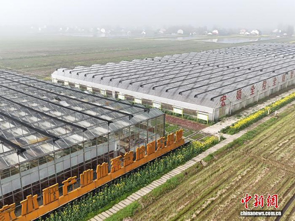 Қайта өсетін күрішке арналған әлемдегі алғашқы «ақылды» ферма құрылды