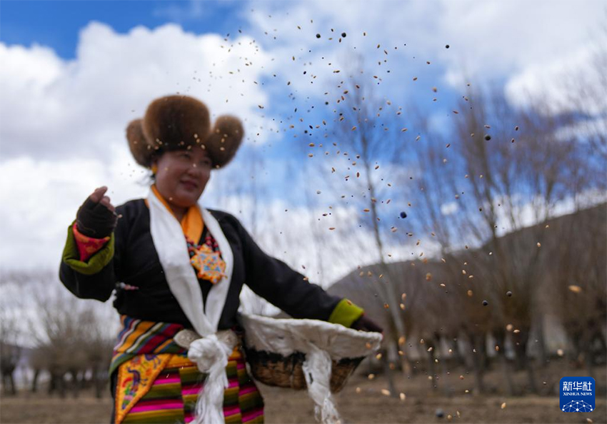 Сицзанның егін аймақтарында көктемгі егіс мейрамы атап өтілді