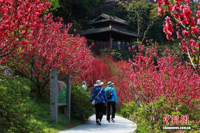 Гуансидің Наньнин қаласында шабдалы гүлдері жайқалып, көптеген келушілерді тартты