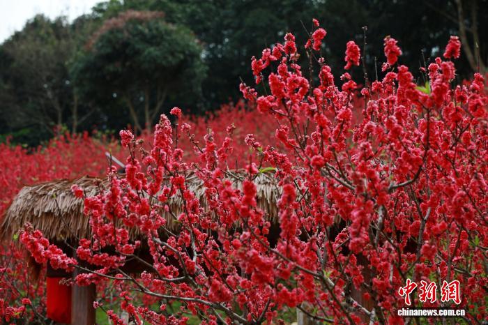 Гуансидің Наньнин қаласында шабдалы гүлдері жайқалып, көптеген келушілерді тартты