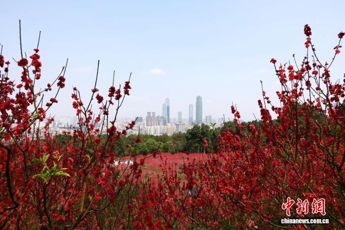 Гуансидің Наньнин қаласында шабдалы гүлдері жайқалып, көптеген келушілерді тартты