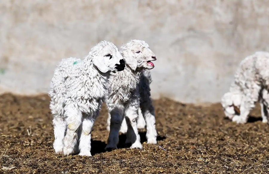 Малшылар көктемгі қой төлдеу мезгілін қарсы алды