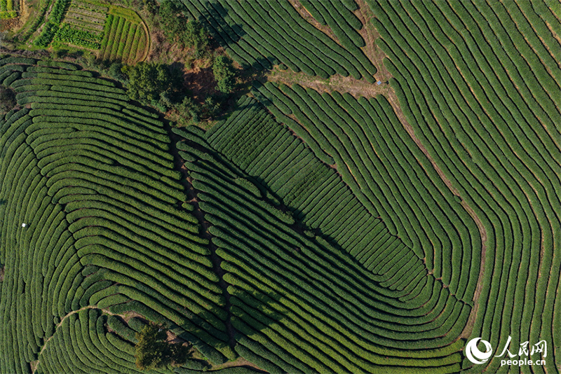 Цзянси өлкесі Цзишуй ауданында шай жинау маусымы басталды