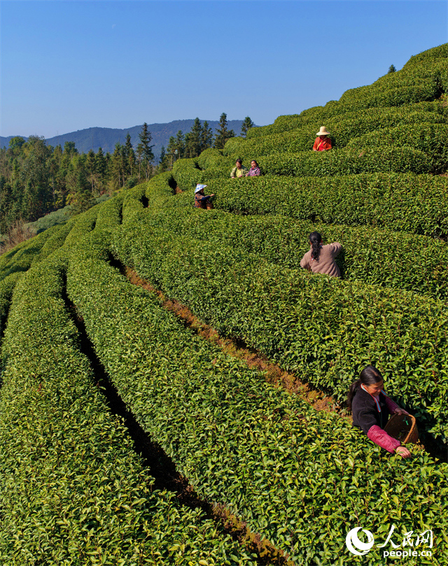 Цзянси өлкесі Цзишуй ауданында шай жинау маусымы басталды