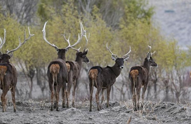 Сицзанның Шаннань қаласында ақ ауыз бұғылар көбейіп келеді