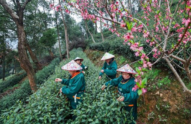 Сиху көліндегі Лунцзин шайы теріле бастады