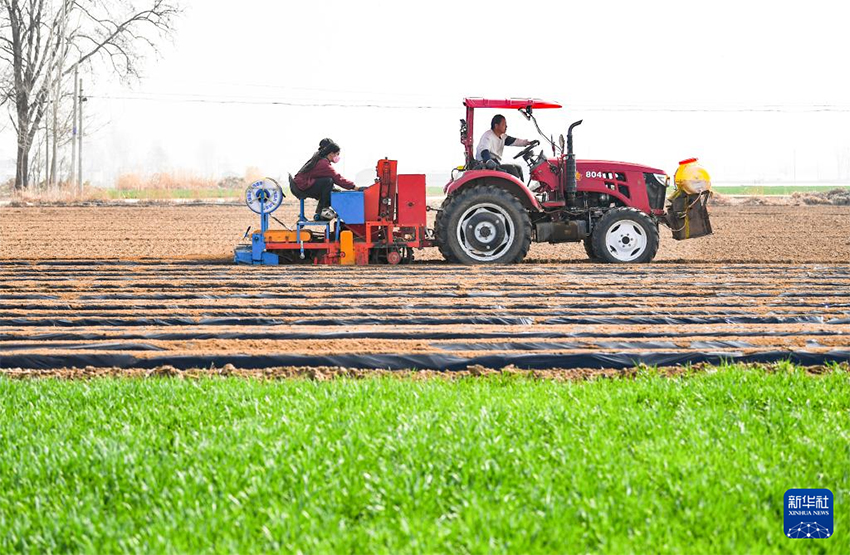 Көктем самалы және егін науқаны