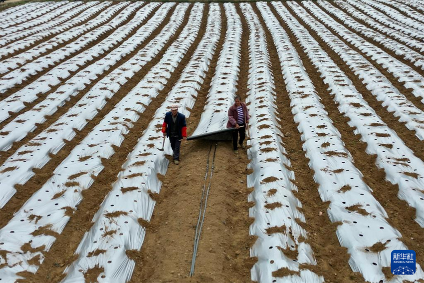 Көктем самалы және егін науқаны