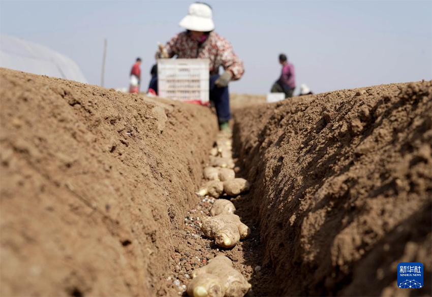 Көктем самалы және егін науқаны