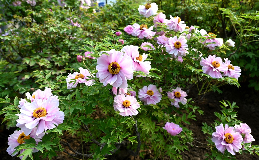 Лоян пиондары гүлдей бастады