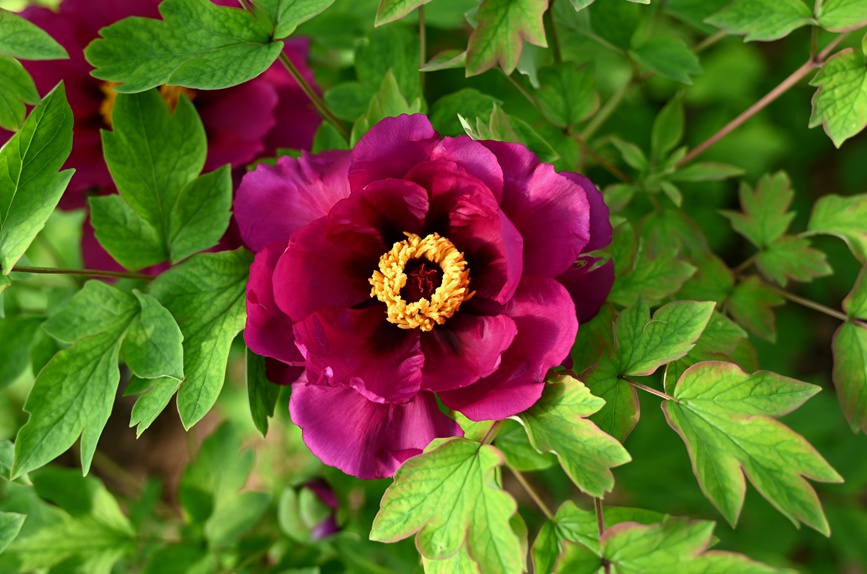 Лоян пиондары гүлдей бастады