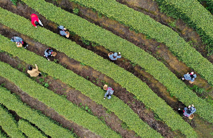 Цзянси Цзиньань: Ақ шай жапырағы жайнап, тынымсыз еңбек басталды